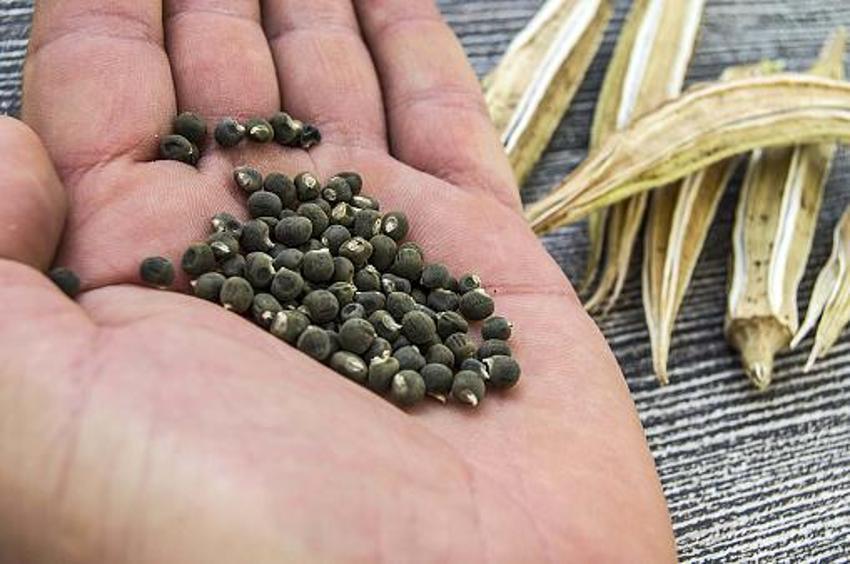 Kan şekerini anında düşürüyor! Bronşit, eklem ağrısı, dizde sıvı kaybı, menisküs ve kireçlenme için doğal şifa kaynağı! Günde bir kez yeterli