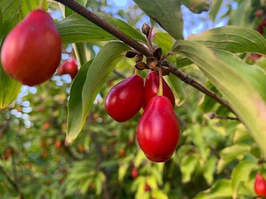 Kanser, diyabet, tansiyon için kalkan oluyor! Binlerce yıldır kullanılıyor, sadece sabah ve akşam tüketin