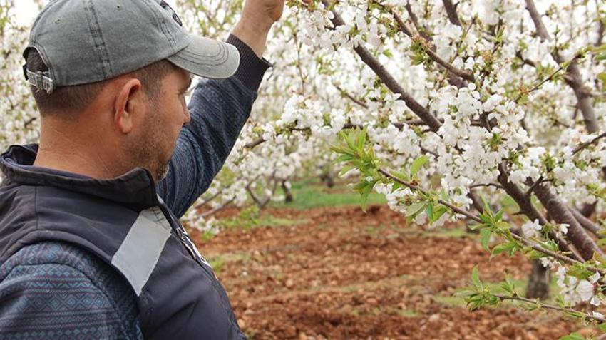 Kiraz üreticisi çifte bayrama hazırlanıyor
