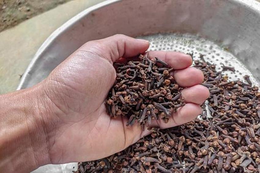 Karaciğeri temizliyor! Kan şekerini dengeliyor, kansere kalkan... Vücuttaki zehri söküp atıyor, günde iki diş yeterli...