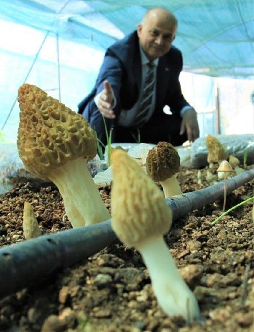 Bu işi yapan köşeyi dönüyor! Türkiye'de ilk! Kilosu 3 bin liradan satılıyor! Müthiş gelir sağlıyor
