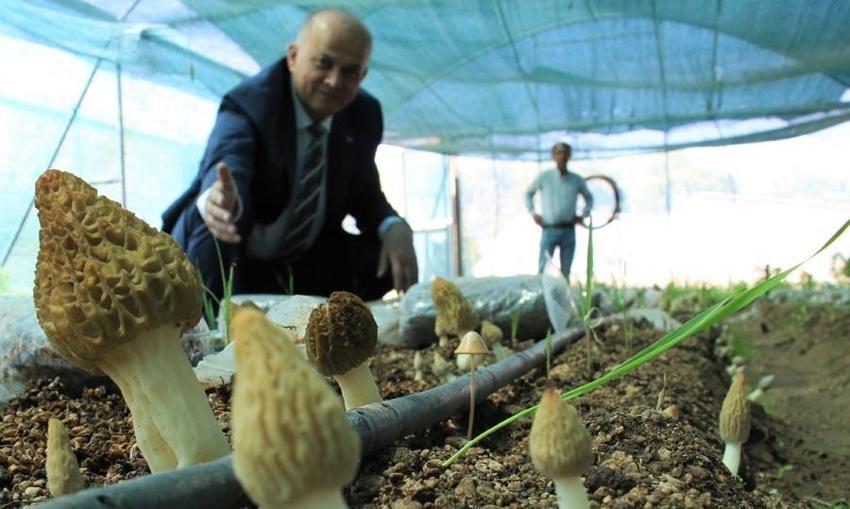 Bu işi yapan köşeyi dönüyor! Türkiye'de ilk! Kilosu 3 bin liradan satılıyor! Müthiş gelir sağlıyor