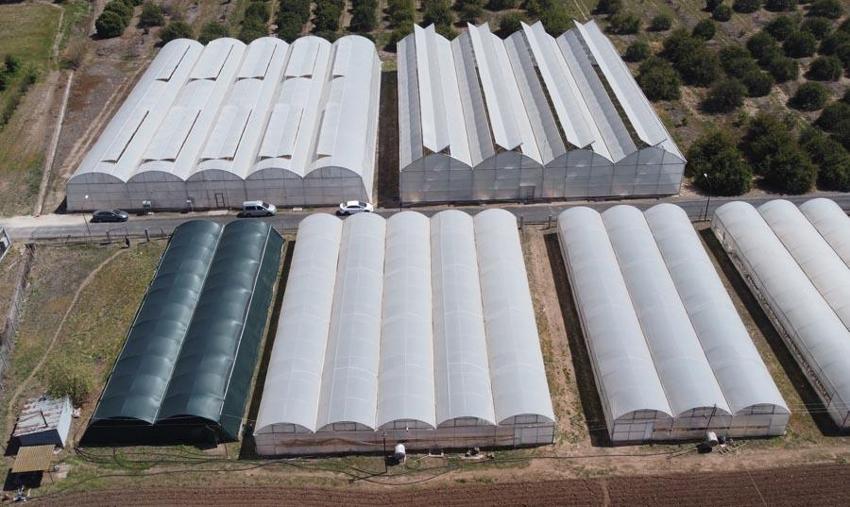 Bu işi yapan köşeyi dönüyor! Türkiye'de ilk! Kilosu 3 bin liradan satılıyor! Müthiş gelir sağlıyor
