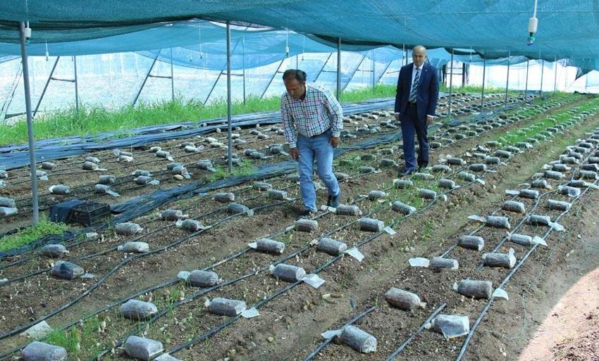 Bu işi yapan köşeyi dönüyor! Türkiye'de ilk! Kilosu 3 bin liradan satılıyor! Müthiş gelir sağlıyor