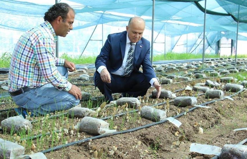 Bu işi yapan köşeyi dönüyor! Türkiye'de ilk! Kilosu 3 bin liradan satılıyor! Müthiş gelir sağlıyor