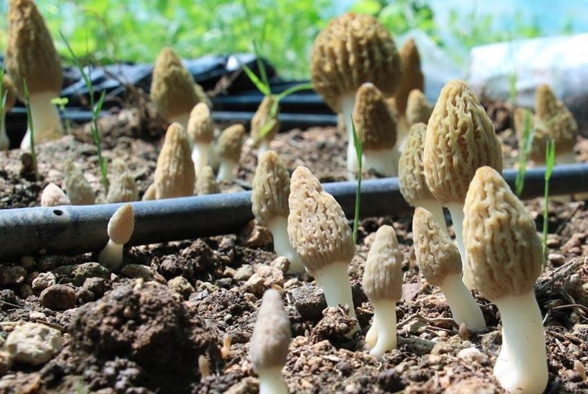 Bu işi yapan köşeyi dönüyor! Türkiye'de ilk! Kilosu 3 bin liradan satılıyor! Müthiş gelir sağlıyor