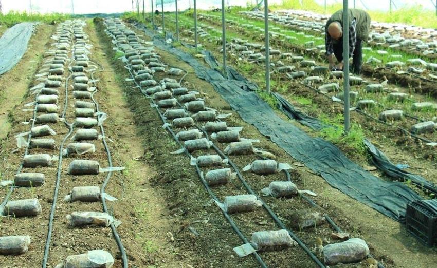 Bu işi yapan köşeyi dönüyor! Türkiye'de ilk! Kilosu 3 bin liradan satılıyor! Müthiş gelir sağlıyor