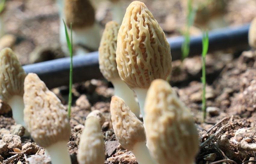 Bu işi yapan köşeyi dönüyor! Türkiye'de ilk! Kilosu 3 bin liradan satılıyor! Müthiş gelir sağlıyor