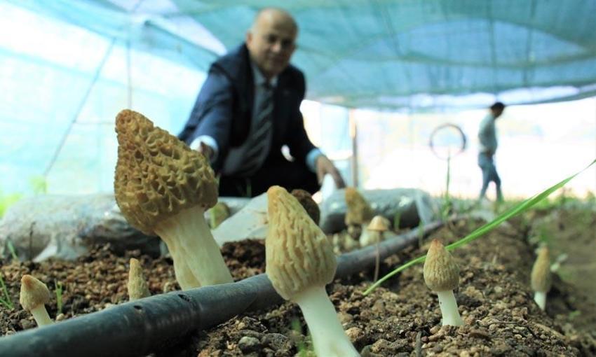 Bu işi yapan köşeyi dönüyor! Türkiye'de ilk! Kilosu 3 bin liradan satılıyor! Müthiş gelir sağlıyor
