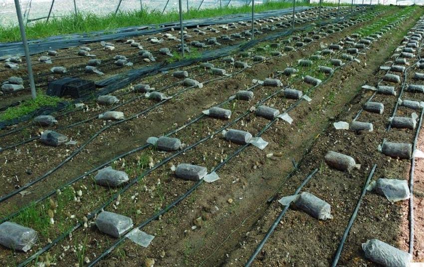 Bu işi yapan köşeyi dönüyor! Türkiye'de ilk! Kilosu 3 bin liradan satılıyor! Müthiş gelir sağlıyor
