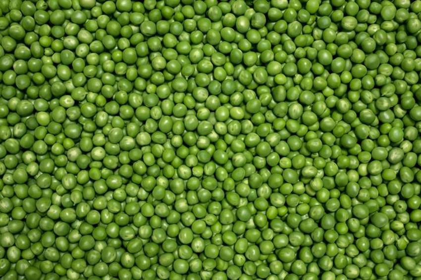 Kolesterol, diyabet, kanser ile savaşıyor! Bir porsiyon yetiyor, tam bir protein deposu! Vegan ve vejetaryenler...  
