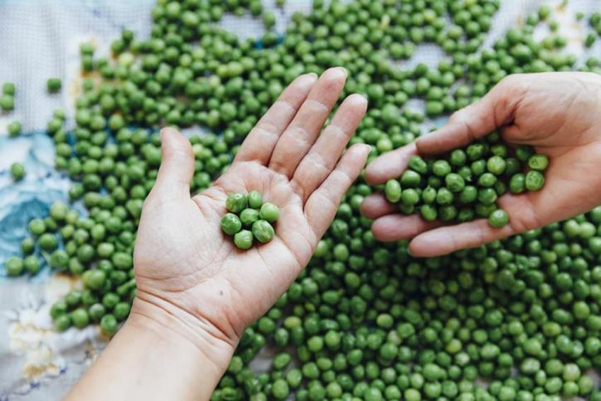 Kolesterol, diyabet, kanser ile savaşıyor! Bir porsiyon yetiyor, tam bir protein deposu! Vegan ve vejetaryenler...  