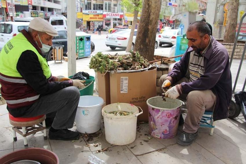 Şeker, tansiyon ve kansere iyi geliyor, bağırsakları temizliyor! Tam bir şifa kaynağı ama... 