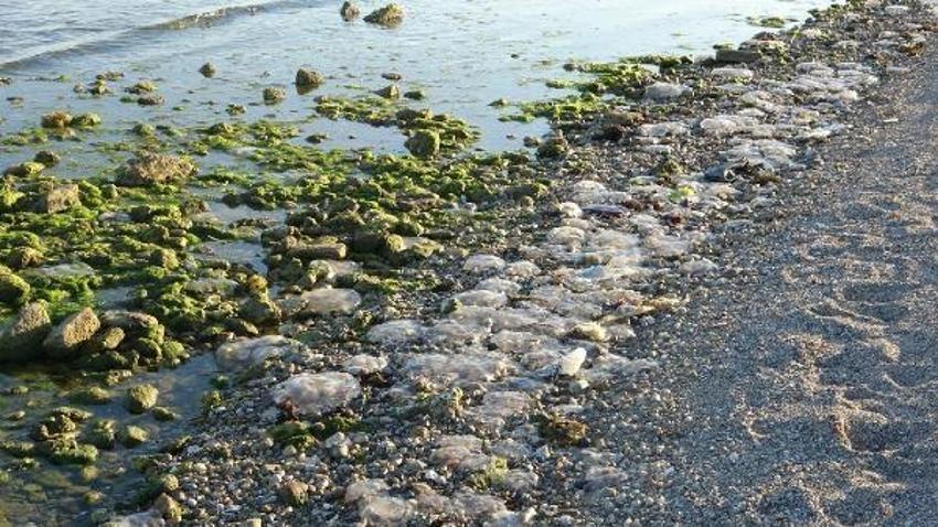 Zehir saçıyor, korkutan uyarı geldi! 'Temas edildiğinde hemen...'