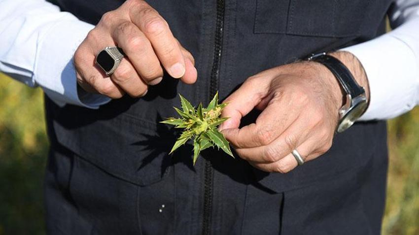 Kuru öksürüğü bıçak gibi kesiyor! Kolesterolü anında düşürüyor, kan basıncını dengeliyor, felç ve yüksek tansiyon için şifa! En fazla iki tatlı kaşığı...