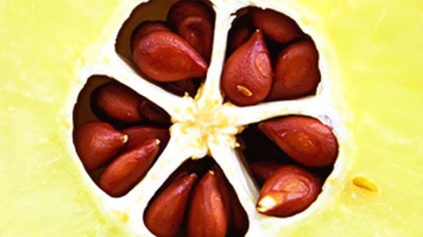 Cinsel arzuyu kuvvetlendiriyor, tansiyonu düşürüyor, kalbi güçlendiriyor! Suyunu içen kolay doğum yapıyor! Çekirdeği, yaprağı ve kabuğu da her derde deva...  