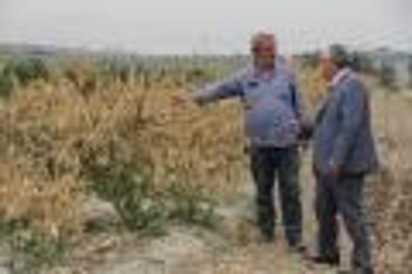 Zirai don Mersin’i vurdu, sebze-meyveye ulaşmak hayal oldu