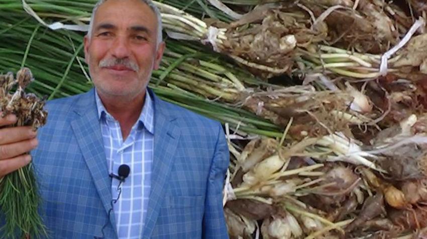 Kilosu 1000 TL, resmen yok satıyor! Birçok hastalığa iyi geliyor, yetişmesi 1 ay sürüyor...