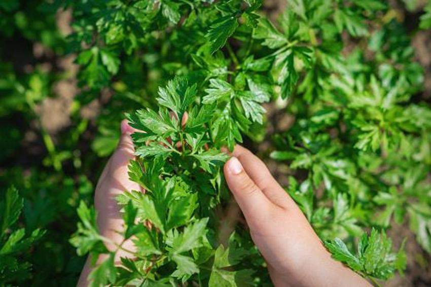 Tip 2 diyabet, kolon kanseri, yüksek tansiyon, alerji ve iltihaplı hastalıklar için şifa! Günde sadece bir tutam yeterli, K, A ve C vitamini...
