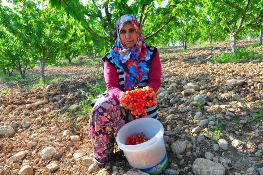 Manisa'da sezonun ilk kirazı 700 TL'den satıldı