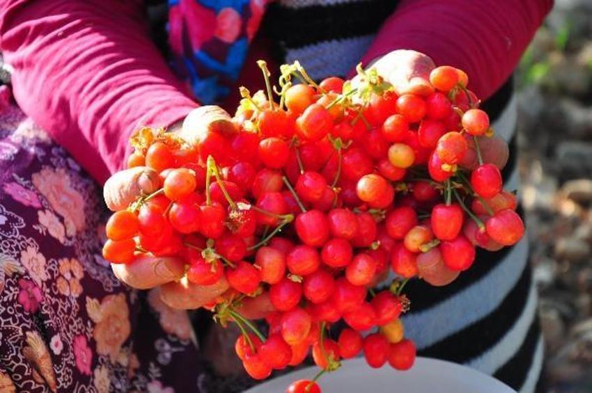 Manisa'da sezonun ilk kirazı 700 TL'den satıldı