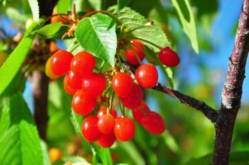 Manisa'da sezonun ilk kirazı 700 TL'den satıldı