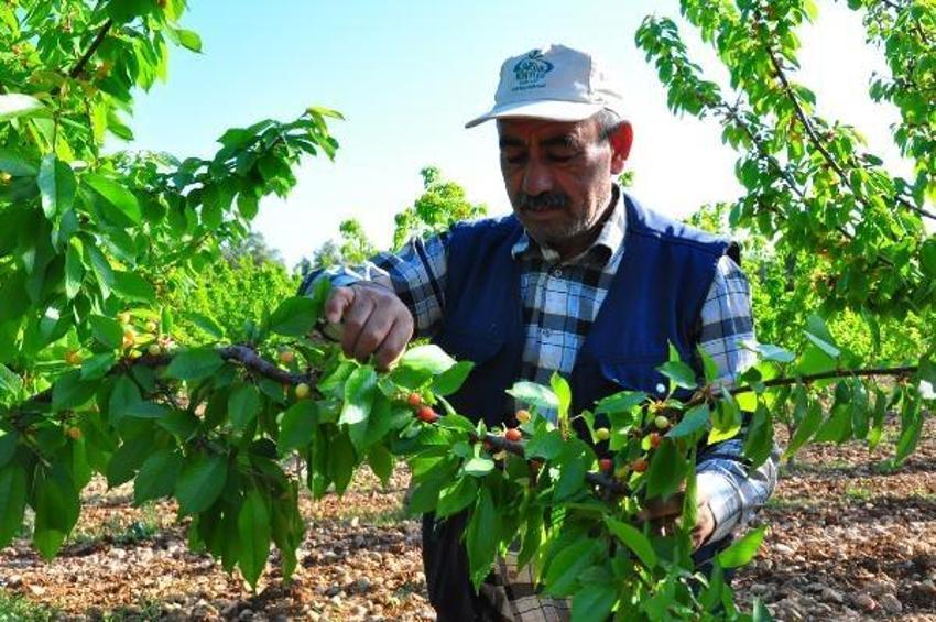 Manisa'da sezonun ilk kirazı 700 TL'den satıldı