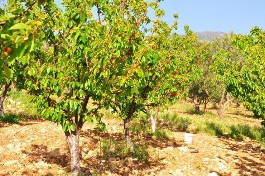 Manisa'da sezonun ilk kirazı 700 TL'den satıldı