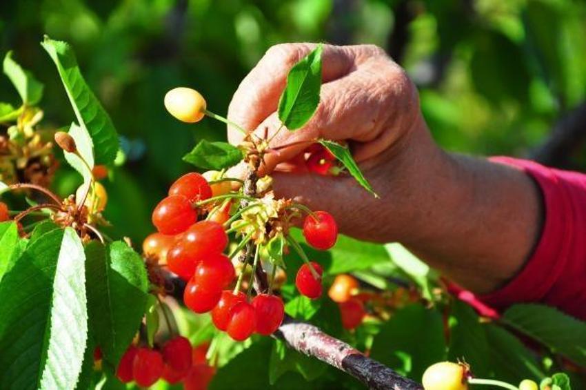 Manisa'da sezonun ilk kirazı 700 TL'den satıldı