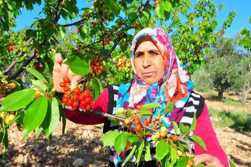 Manisa'da sezonun ilk kirazı 700 TL'den satıldı