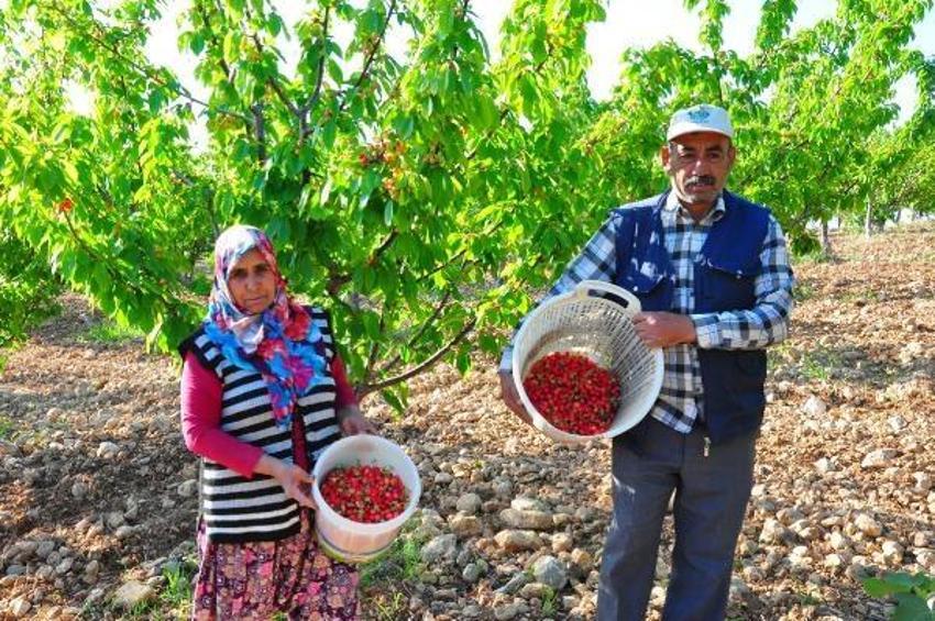 Manisa'da sezonun ilk kirazı 700 TL'den satıldı