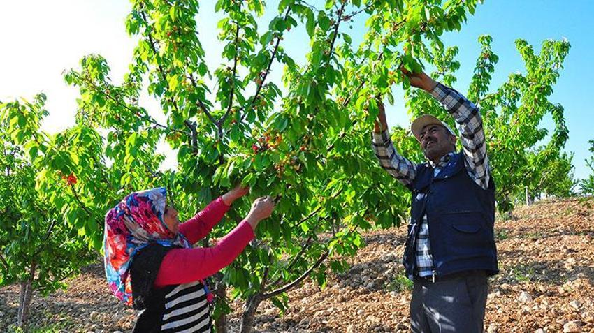 Manisa'da sezonun ilk kirazı 700 TL'den satıldı