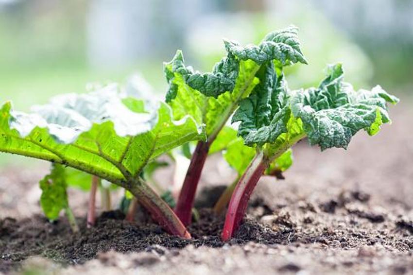 Kanser hastalığının yeni ilacı, şeker ve tansiyon şifası! Mide bulantısını ve hazımsızlığı anında bitiriyor, A, B1, B2, E, ve K vitaminleri...