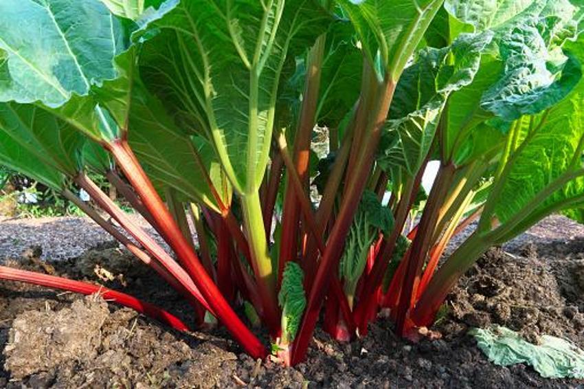 Kanser hastalığının yeni ilacı, şeker ve tansiyon şifası! Mide bulantısını ve hazımsızlığı anında bitiriyor, A, B1, B2, E, ve K vitaminleri...