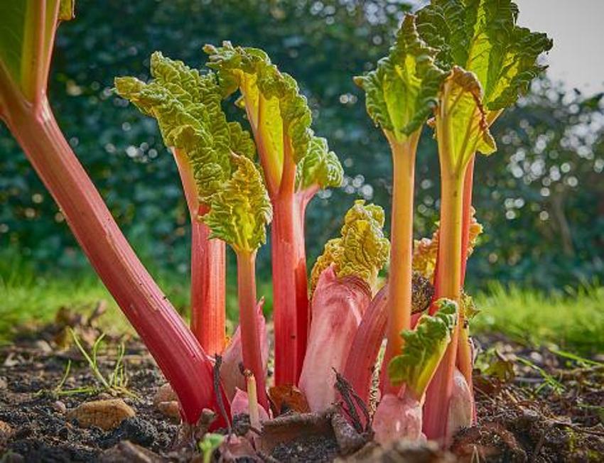 Kanser hastalığının yeni ilacı, şeker ve tansiyon şifası! Mide bulantısını ve hazımsızlığı anında bitiriyor, A, B1, B2, E, ve K vitaminleri...