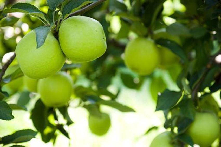 İştahı bıçak gibi kesiyor! Tatlı krizlerini ortadan kaldırıyor, kalıcı kilo vermek için günde bir kez tüketmek yetiyor, işte altın besinler...