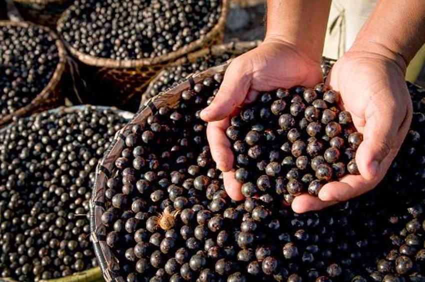 Kanserli hücreleri küçültüyor, kanser oluşumunu engelliyor, açlık şekerini ve glukozu dengeliyor, günde 3 adeti yetiyor