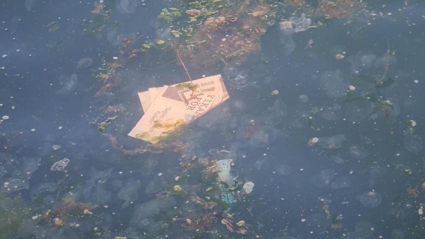 Müsilaj benzeri tehlike, sahilin rengi değişti! Binlerce denizanası...