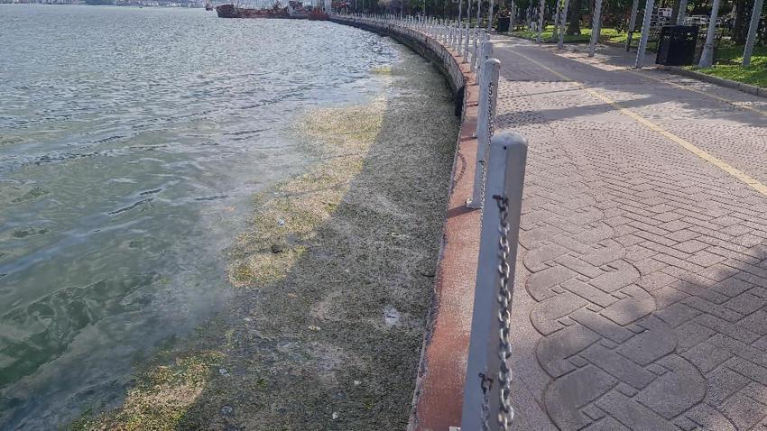 Müsilaj benzeri tehlike, sahilin rengi değişti! Binlerce denizanası...