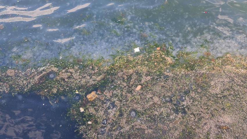 Müsilaj benzeri tehlike, sahilin rengi değişti! Binlerce denizanası...