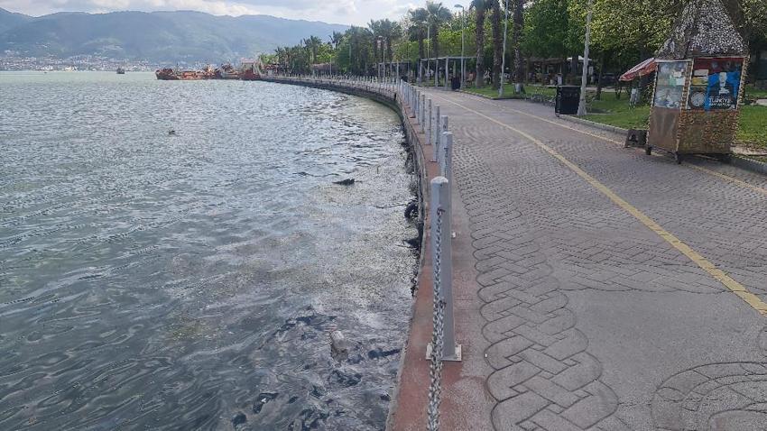 Müsilaj benzeri tehlike, sahilin rengi değişti! Binlerce denizanası...