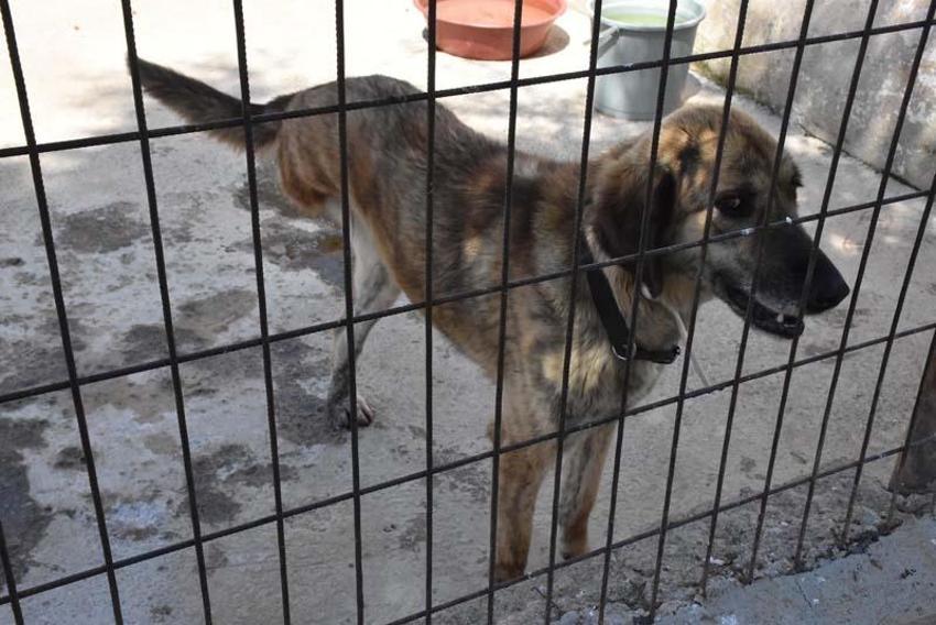 Can Bonomo'nun ablası, çiftliğinde 165 köpek ve 5 kedi ile yaşıyor