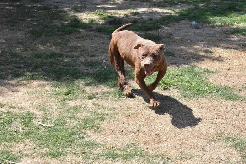 Can Bonomo'nun ablası, çiftliğinde 165 köpek ve 5 kedi ile yaşıyor