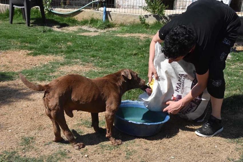 Can Bonomo'nun ablası, çiftliğinde 165 köpek ve 5 kedi ile yaşıyor
