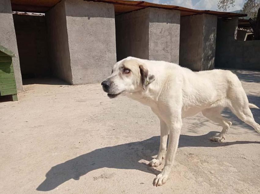 Can Bonomo'nun ablası, çiftliğinde 165 köpek ve 5 kedi ile yaşıyor