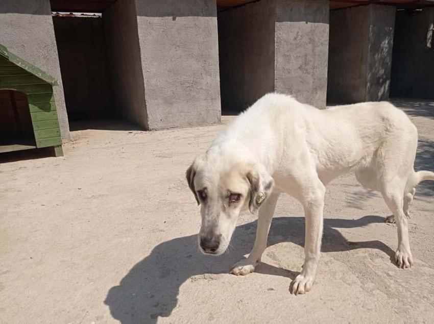 Can Bonomo'nun ablası, çiftliğinde 165 köpek ve 5 kedi ile yaşıyor