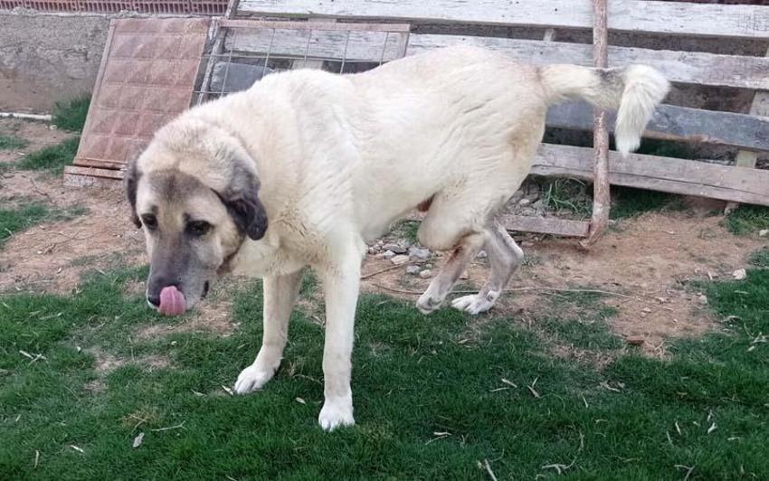 Can Bonomo'nun ablası, çiftliğinde 165 köpek ve 5 kedi ile yaşıyor