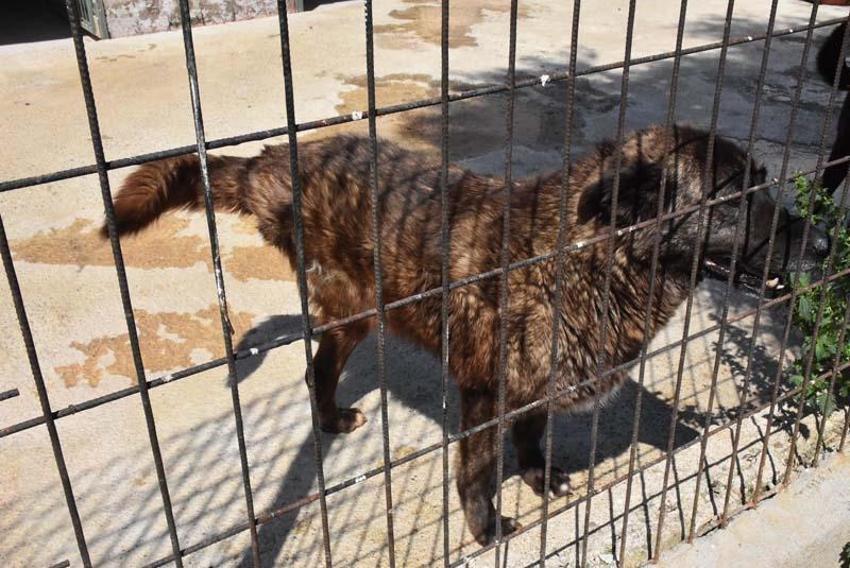 Can Bonomo'nun ablası, çiftliğinde 165 köpek ve 5 kedi ile yaşıyor