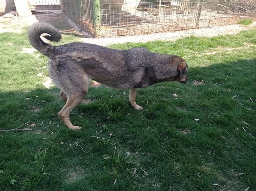 Can Bonomo'nun ablası, çiftliğinde 165 köpek ve 5 kedi ile yaşıyor