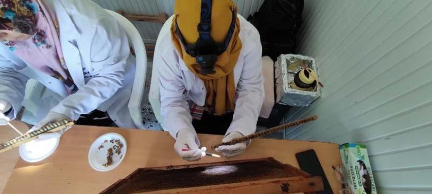 Kilosu 10 bin liradan satılıyor, talep patladı! Hücreleri yeniliyor, faydaları saymakla bitmiyor...